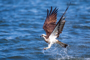 遠賀川で捕食するミサゴ百態（福岡県）