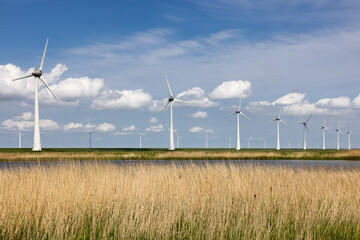 Dutch national park with canebrake, lake and wind turbines