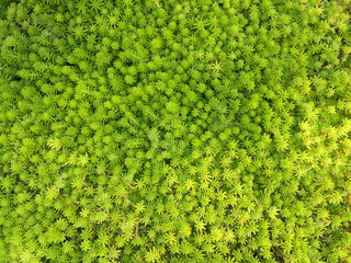 Top view green tropical Fern leaf plants on the ground abstract background - Green nature patterns 