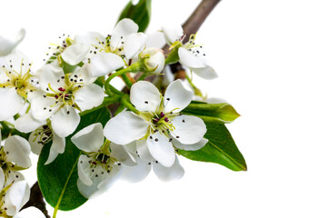 white apple flowers on a white isolated background
