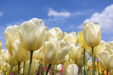 Obraz premium Dutch field yellow tulips with white clouds in blue sky