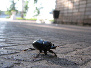 bug on the ground