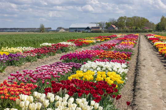 Dutch show garden with flower beds of colorful tulips