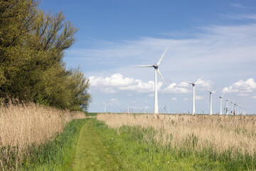 Dutch national park with canebrake, lake and wind turbines