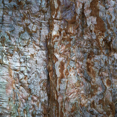 Redwood tree stem pattern. Fullframe. Perfect for Backgrounds.