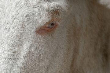 Blue eye of the Asinara donkey