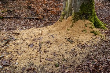 Sägespähne an der Wurzel eines Baumes im Wald. Holzrückung im Wald zur Fürhlingszeit. Rodung deutscher Wälder. Sägemehl.