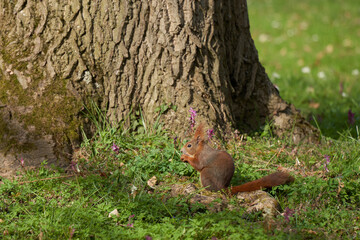 Naklejka na ściany i meble Squirrel (Sciurus) sits in front of a thick brown tree trunk and eats something. Side view.