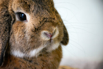 Close up cute lop ear rabbit Bunny with hanging ears.