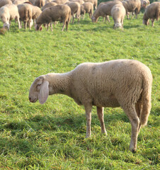 Obraz na płótnie Canvas Flock with sheep grazing in the meadow