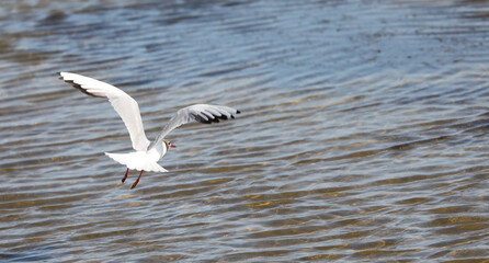 seagull flies fast its wings spread over the sea in summer