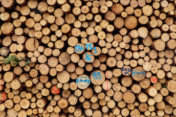 Baumstämme Stapel mit bunter Markierung und Beschriftungen vom Waldarbeiter.  Timber wood tree...