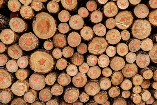 Holzstapel in Querschnittsansicht. Gro&szlig;e Nachfrage nach Bauholz 2021. Holzprofil mit Stern- und Kreismuster und rot gepunkteten Farbmarkierungen.