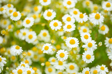 Fototapeta premium field of camomiles