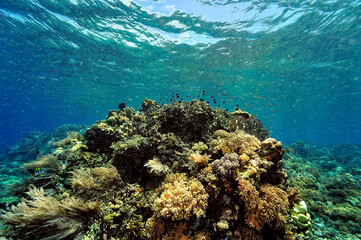 A picture of the coral reef