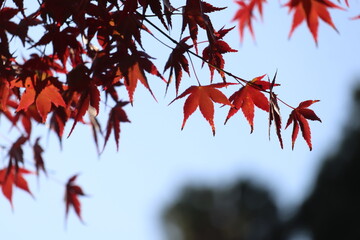 紅葉