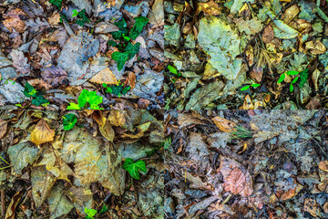 feuilles mortes sur le sol