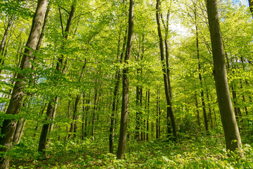 Fototapeta na wymiar Große Flächen des Hesselbergs umfassen Wälder mit Laubbäumen. Sie bieten zahlreichen geschützten Pflanzen und Tieren einen Lebensraum. Wanderer finden Ruhe und Entspannung in der Natur.