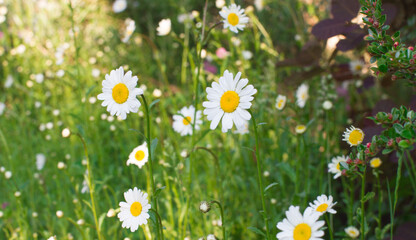 meadow of wild daisies for summer and sustainable biodiversity