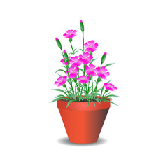 Bush of pink  flowers dianthus caryophyllus  in the pot Isolated on white background.