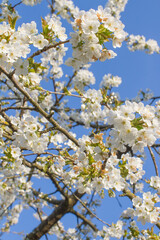 beautiful branches of blossoming flowers of cherry tree in springtime