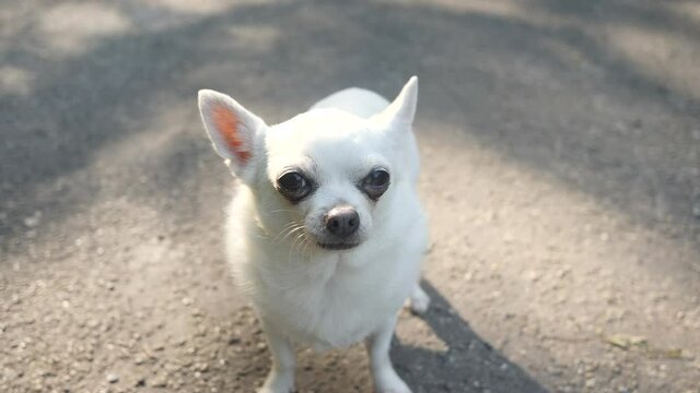 Cute white chihuahua staring into the camera. 