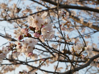 桜と青空