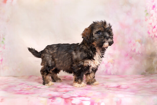 Little mini puppy  on a floral background.Cute puppies 