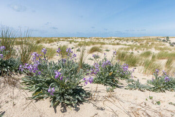 Le Porge, près de Lacanau (Gironde, France), giroflées des dunes