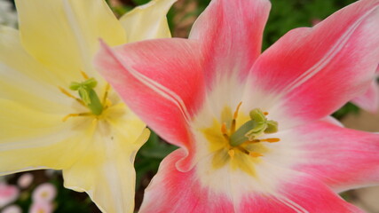 Fototapeta na wymiar 商用で使える花の写真