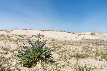 Le Porge, près de Lacanau (Gironde, France), giroflées des dunes