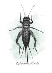 insect cricket in black and white graphics. Can be used for design purposes 