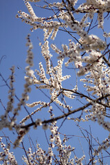 tree in bloom