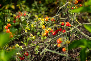 Colorful variety of wild tomatoes on the vine of a small tomato tree in the garden. Scene with blurred natural background.