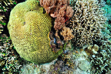 A picture of the coral reef