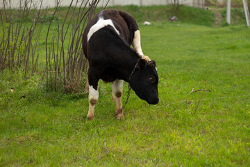 black and white cow in the field