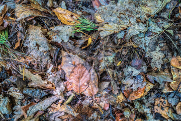 feuilles mortes sur le sol