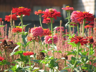 red flowers in the garden