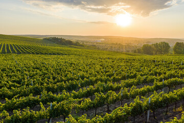 Beautiful sunset over green hills with cultivated vines, Cricova, Moldova