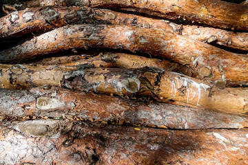 Warme Sonnenstrahlen auf einem großen Holzstammhaufen mit Rinde. Krumme nicht genormte Baumstämme übereinander gestapelt. Sonnen-Schattenspiel auf der Borke.