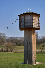 Brown pigeon tower (taubenturm) made of wood. The building stands on a green meadow and serves the animals as a shelter and breeding ground. Birds fly out of the building. Front view.