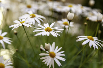 Wild daisies in the field