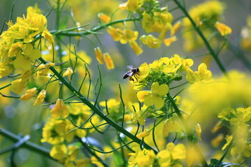 ミツバチとアブラナ　花粉だんご　（四万十市　入田ヤナギ林）