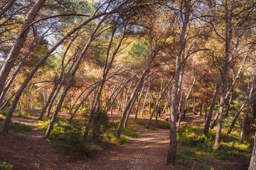 Obraz premium Beautiful landscape of very tall trees in the forest and several paths for hikers