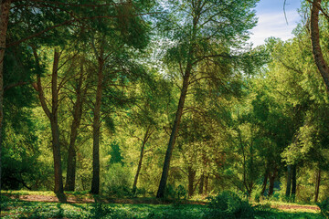 Fototapeta na wymiar Beautiful landscape of very tall green trees in the deep lush forest and a path for hikers