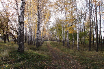 Fototapeta premium autumn in the forest
