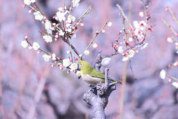 梅とメジロ