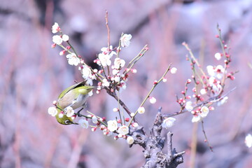 梅とメジロ