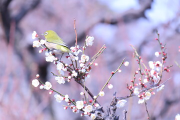 梅とメジロ