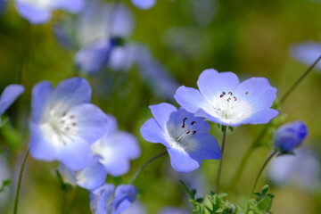 ネモフィラの花